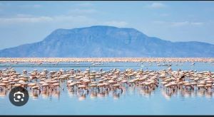 pink flamingos at lake Eyasi